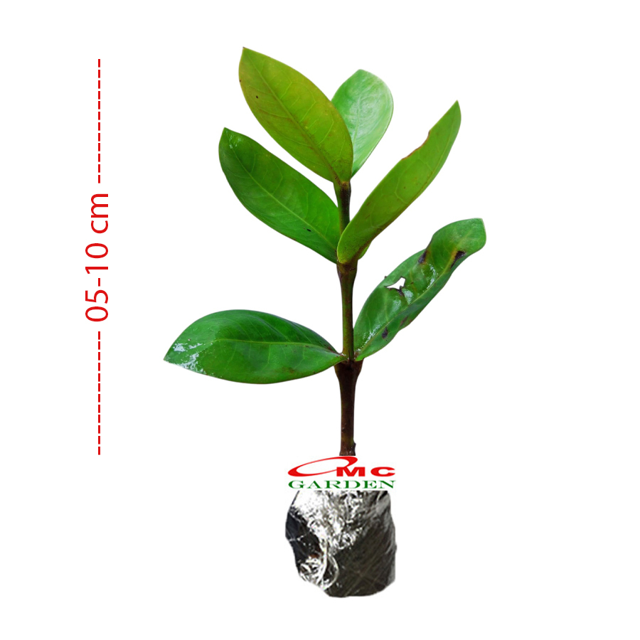 Tanaman Hias Asoka Kuning-Bunga Asoka Kuning