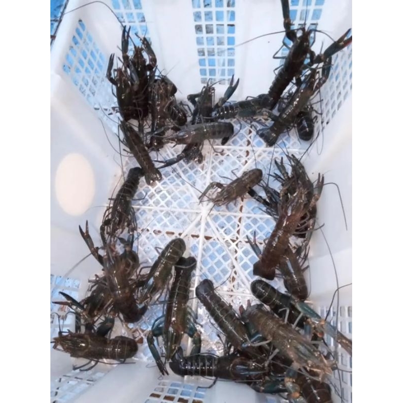 

LOBSTERAIRTAWAR/15ekor/5inch