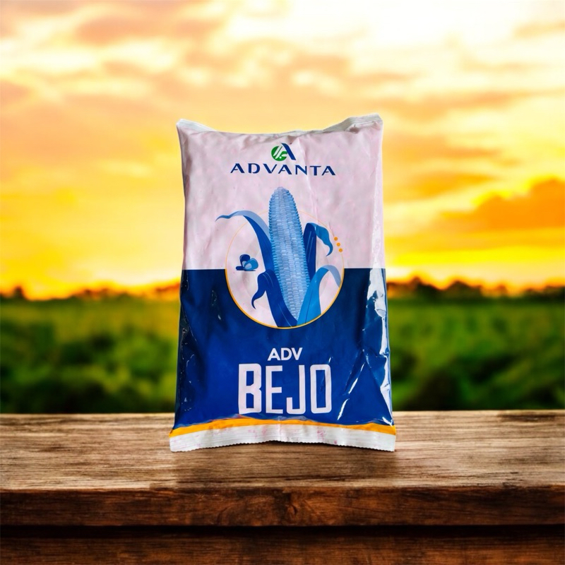 BENIH JAGUNG HIBRIDA ADV BEJO ADVANTA
