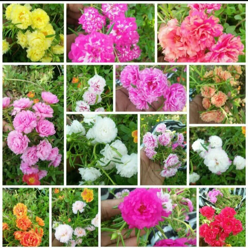 Bibit Bunga Krokot Tumpuk Mouserosse Mawar Semut  Warna Warni