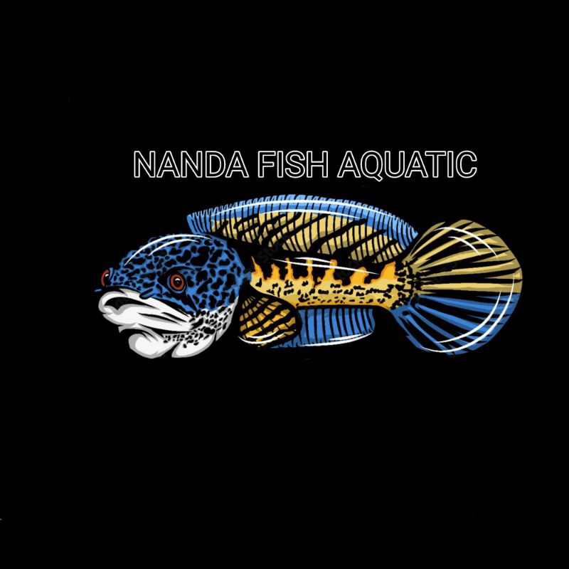 channa limbata rim tebal hutan pinus size15-18 jumbo