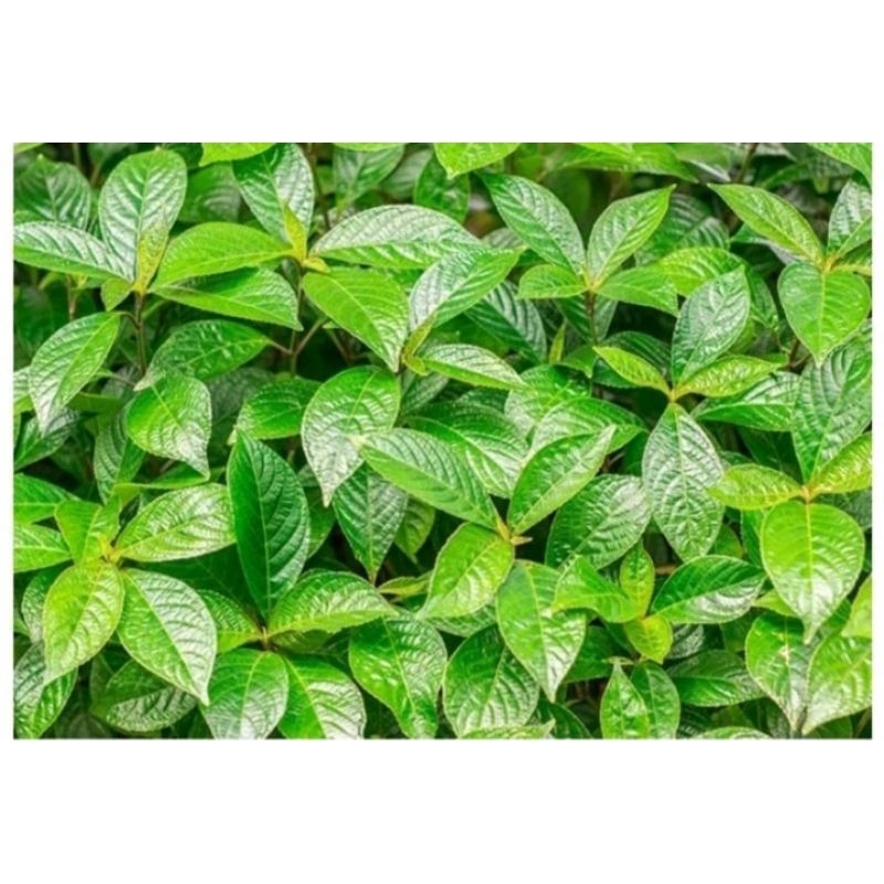 

Daun Keji Beling 150 gr