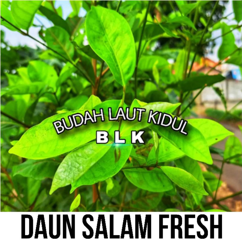 

Daun salam fresh | daun salam fresh | 1pcs 50 lembar