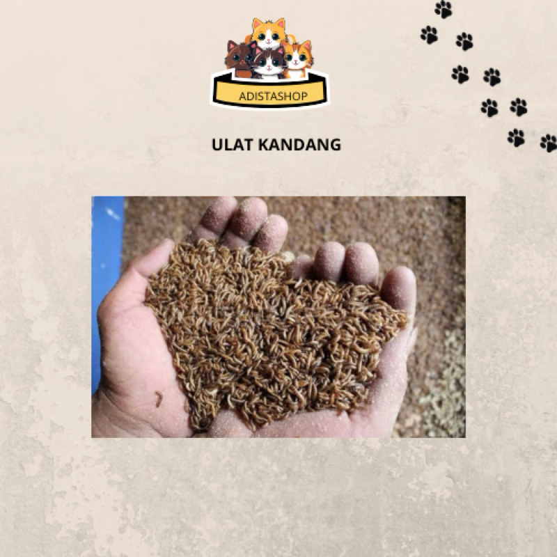 ULAT KANDANG