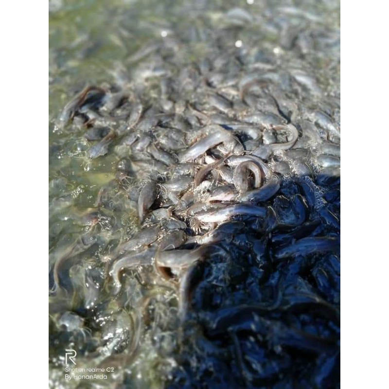 bibit ikan lele ukuran 3-4 cm paket isi 15 ekor