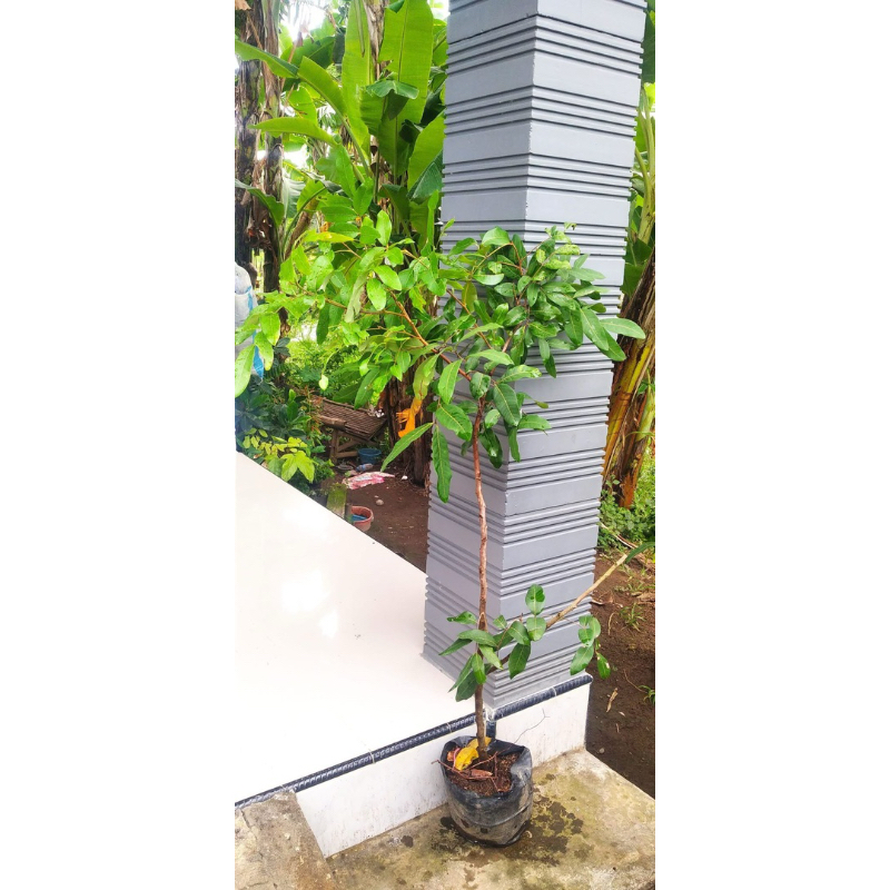 bibit kelengkeng cangkok