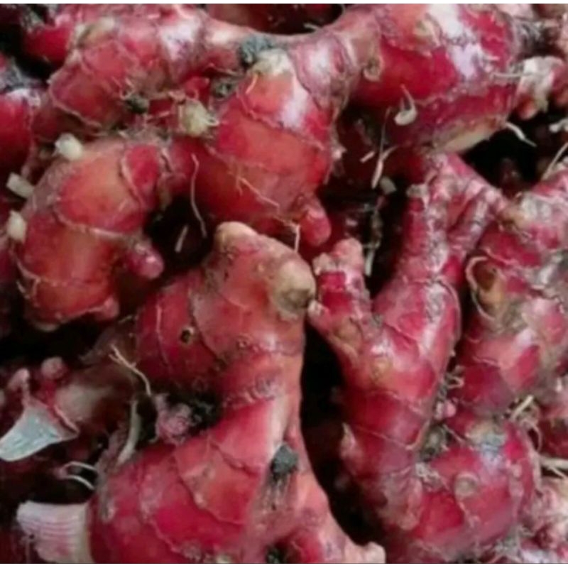 

JAHE MERAH ASLI FRESH SEGAR REMPAH REMPAH 500GR
