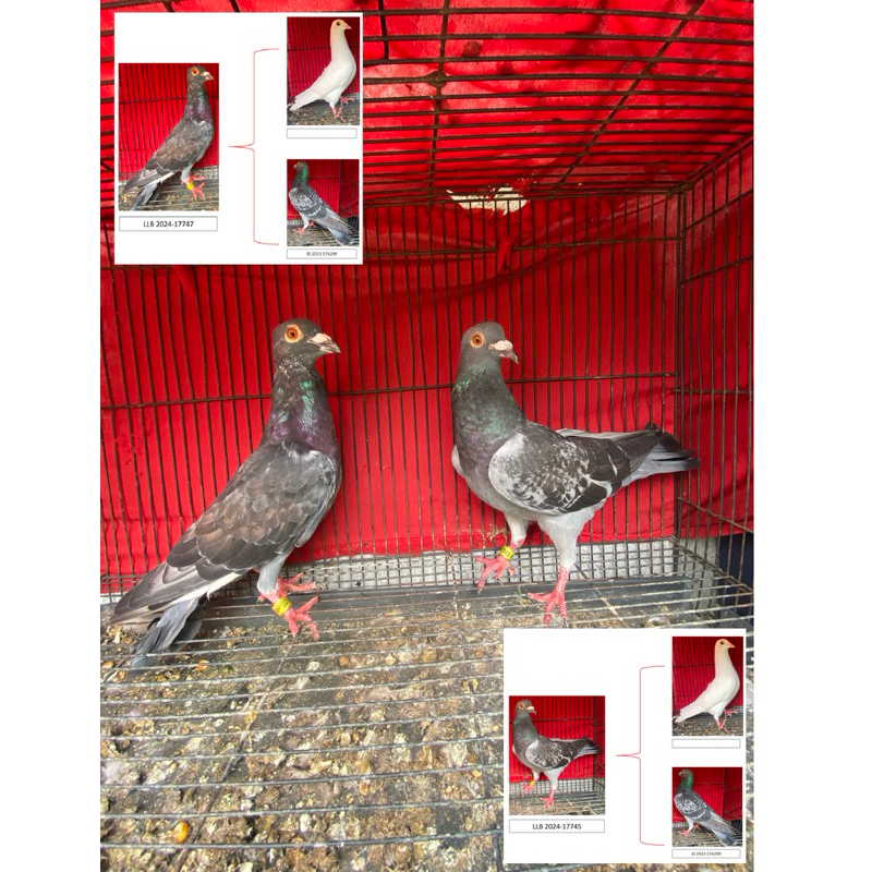 Sepasang Merpati pos