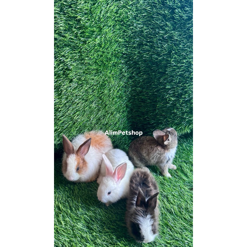 Kelinci Anggora anakan lokal pengiriman Instan