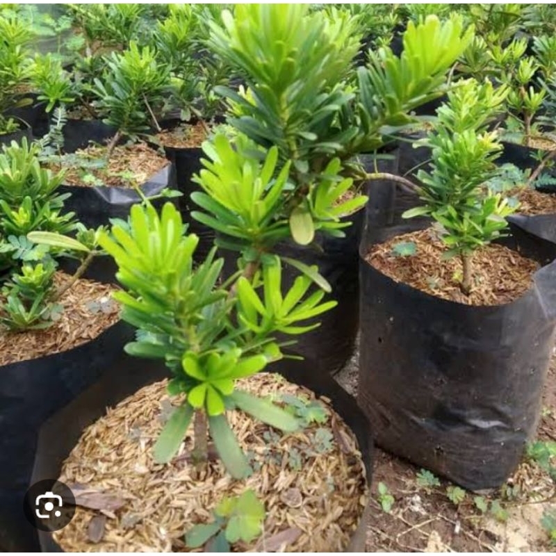 lohansung bahan bonsai