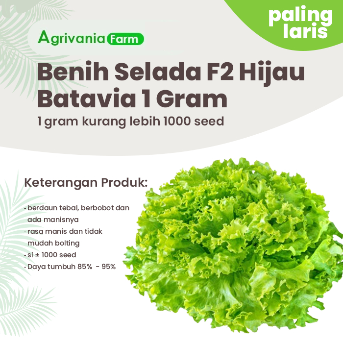 Benih selada Hidroponik Bohemia  Ftwo F2 ( 1 grm/±1000 seed )