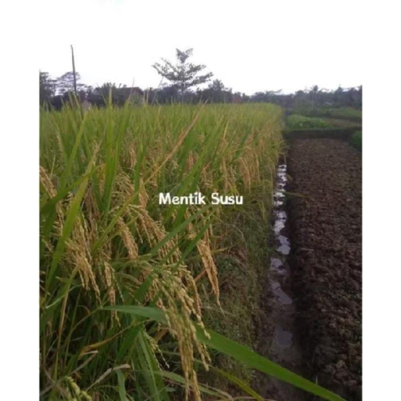 Benih/bibit padi MENTIK SUSU berkualitas unggul (1KG)