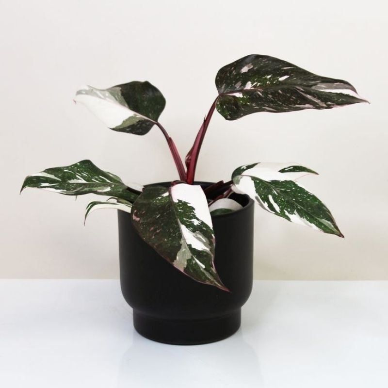 philodendron Anderson