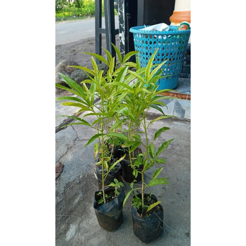 Bibit kayu cendana/ bibit cendana ntt super