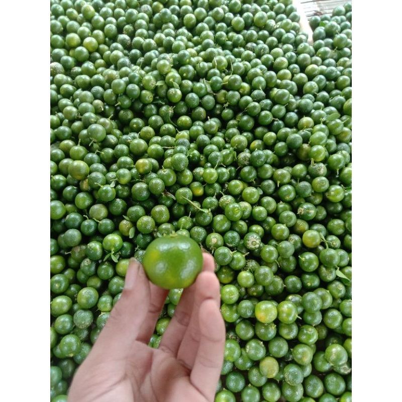 

JERUK SONKIT 1/2KG / JERUK KASTURI / JERUK KUNCI/JERUK PERAS