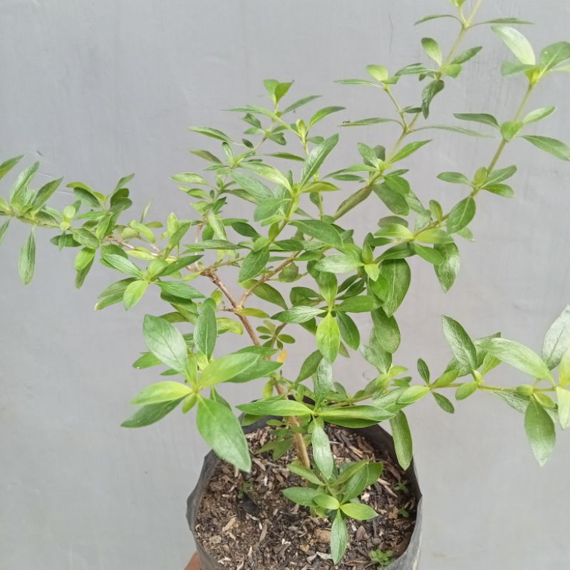 Bibit Bonsai Serbin / Seribu Bintang (Bisa COD)