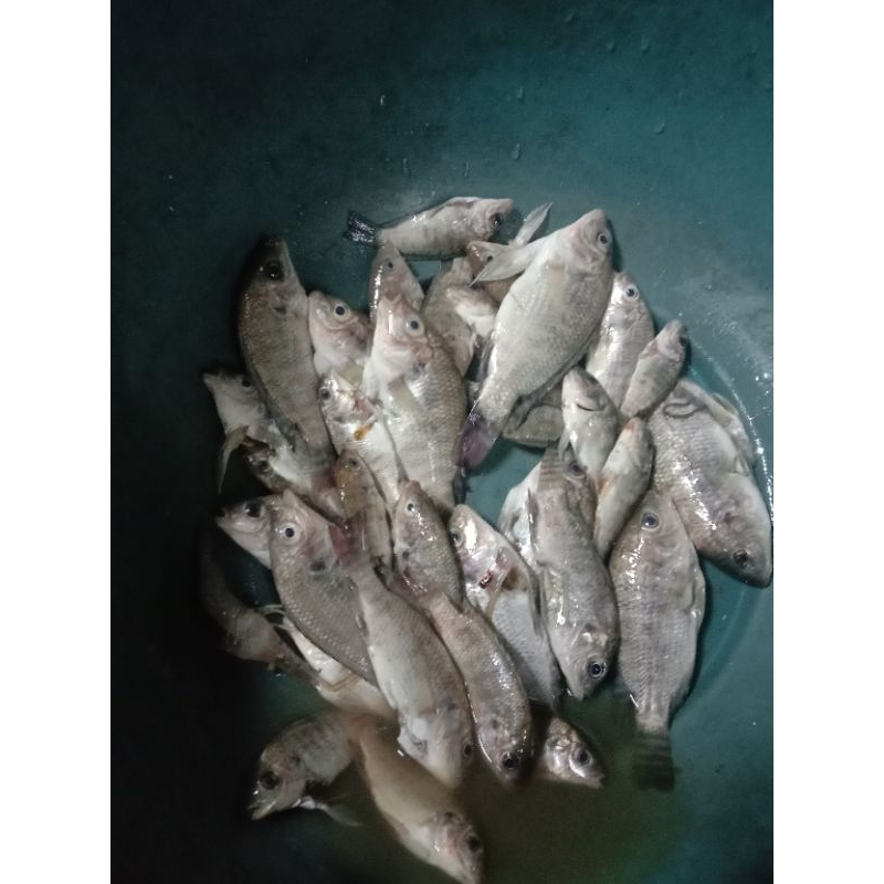 

ikan nila