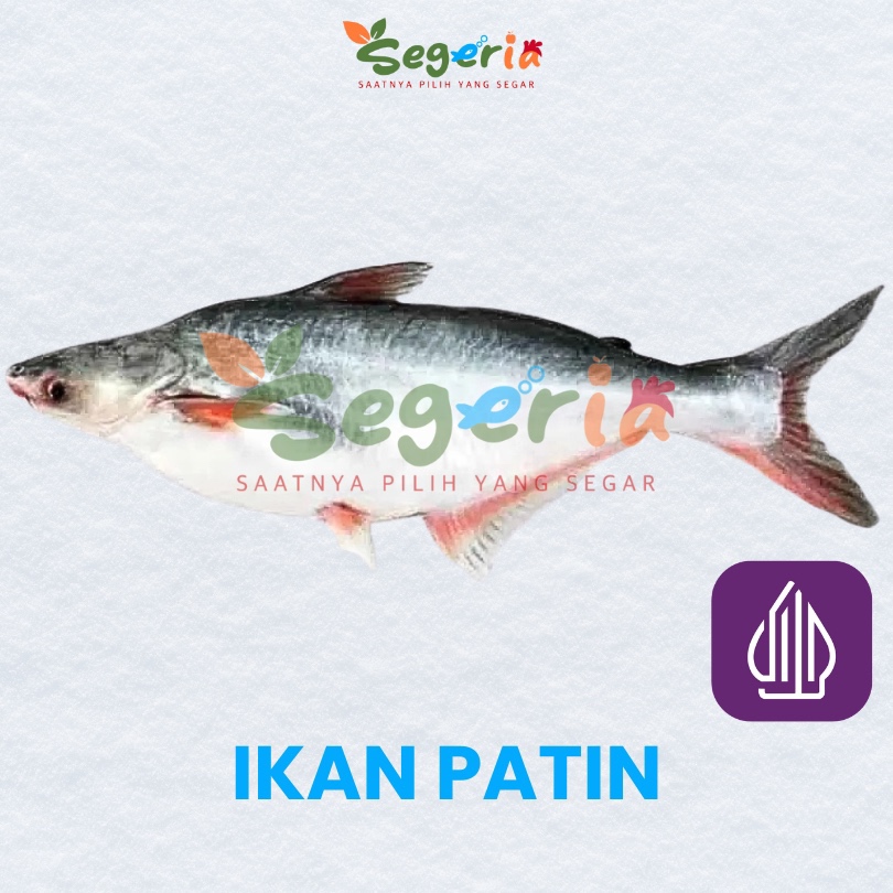 

IKAN PATIN