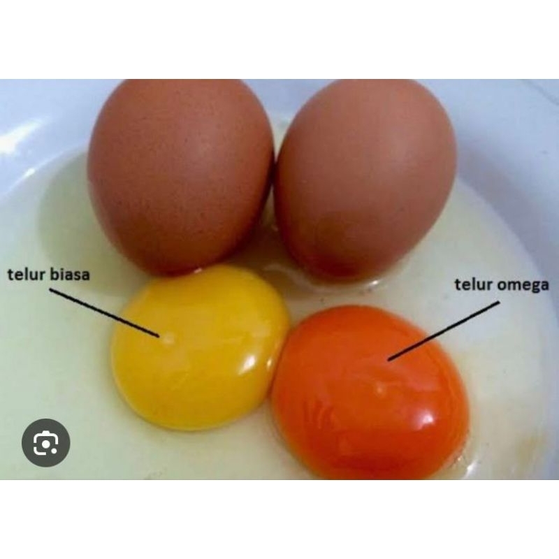 

Telur Omega 3