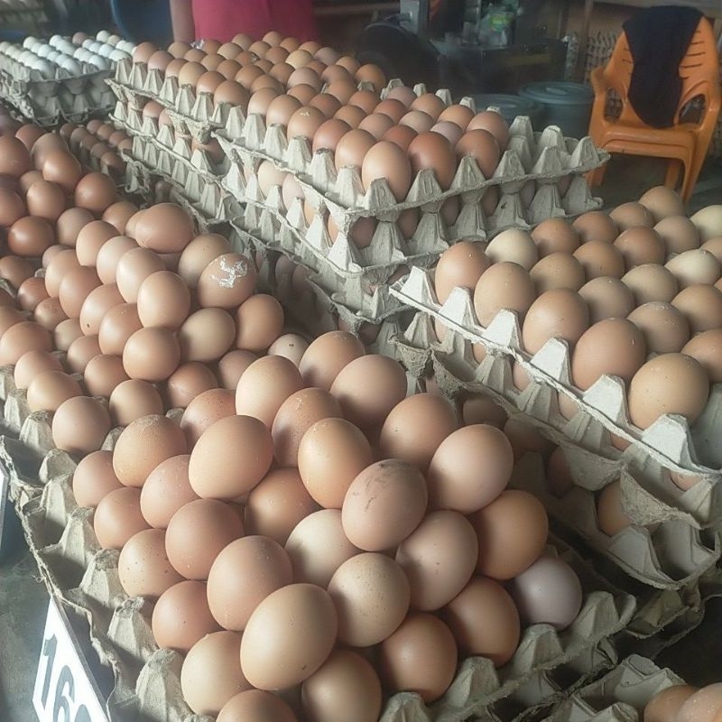 

Telur lokal