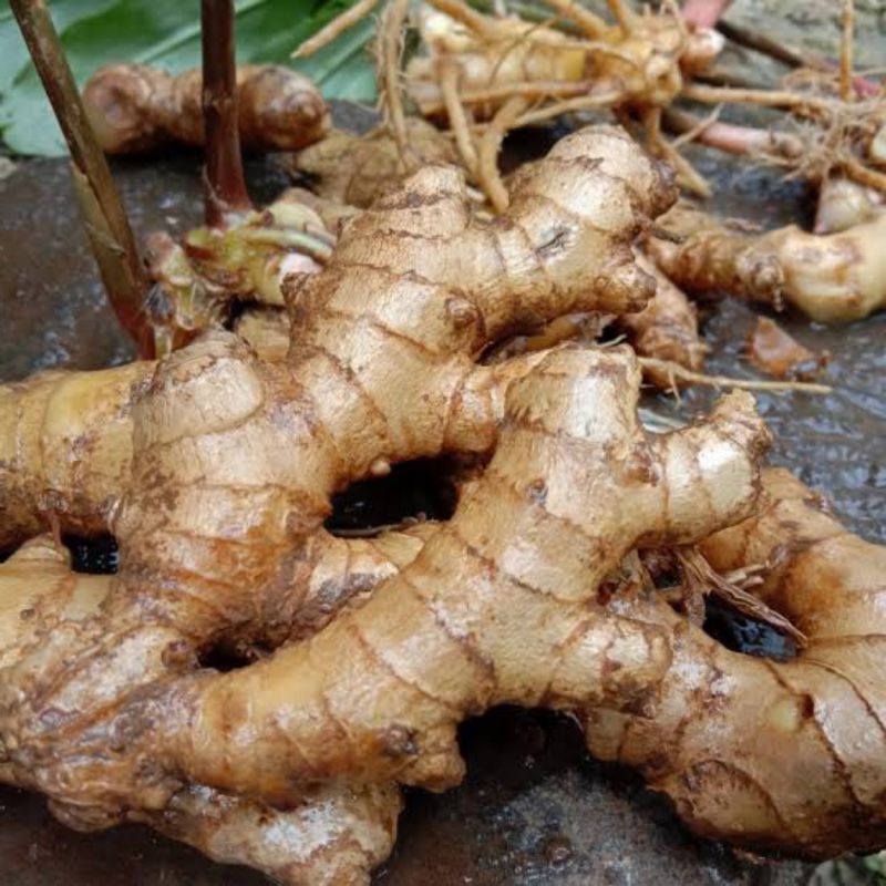 

500gr Lempuyang segar organik tanpa pestisida