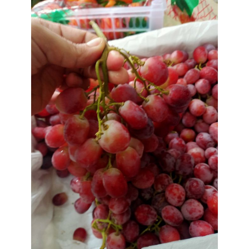 

Buah Anggur Merah Manis 1kg