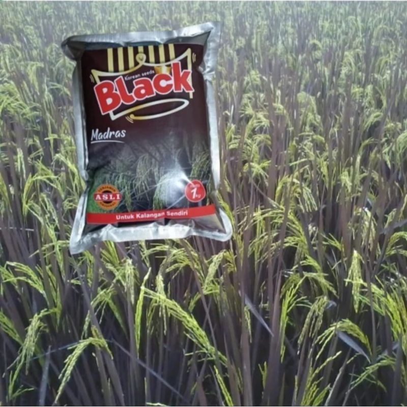 BENIH PADI BLACK MADRAS KEMASAN 1KG