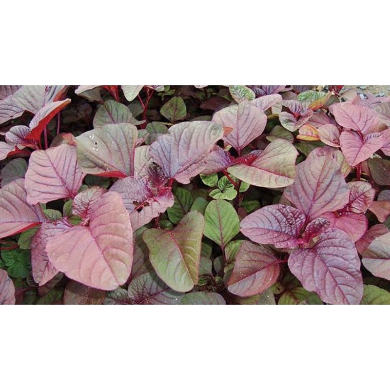 100Biji BIBIT/BENIH BAYAM MERAH CAP PANAH MERAH