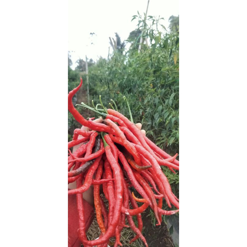 

cabe merah keriting segar 1 kg termurah, hasil kebun sendiri