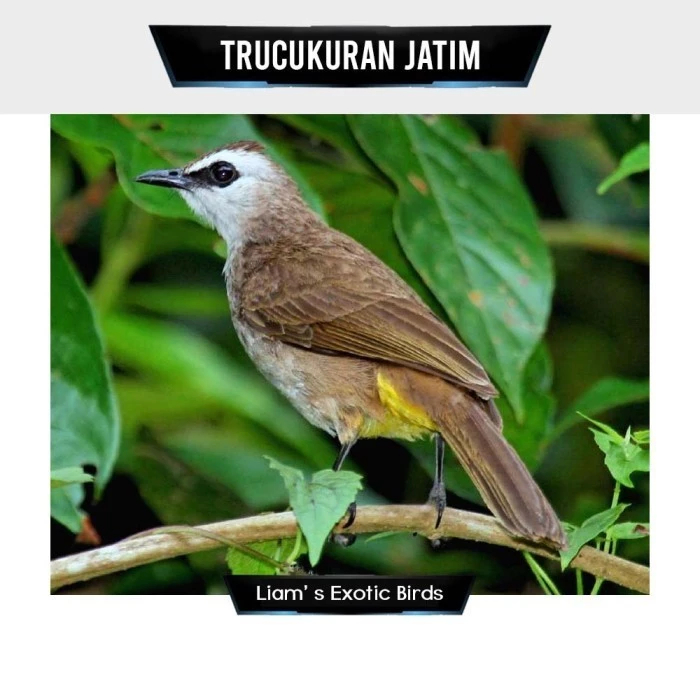 Trucuk Jatim Body Big Super Gemuk Sehat Mulus