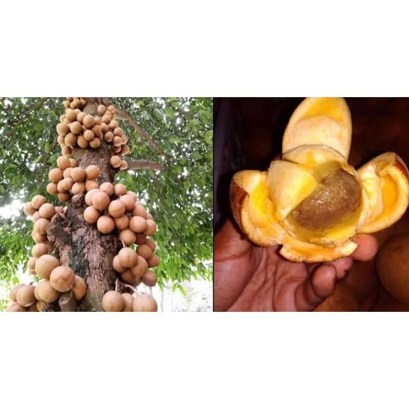 

Buah Kepel Segar / Burahol 500 gr - Buah langka kaya manfaat - Buah Keraton - Buah Unik - Manis Harum (Maret 2025)
