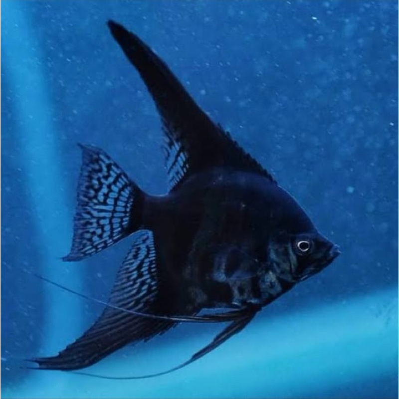 hiasan akuarium manfish black angel akuarium