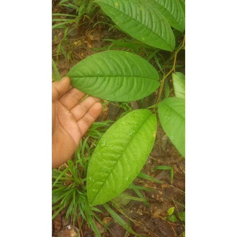 

Daun Asam Sambilikan - Bumbu Dapur,rempah pengganti asam kamal