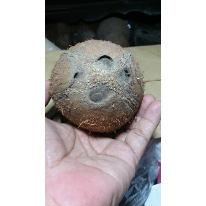 

kelapa mata 4