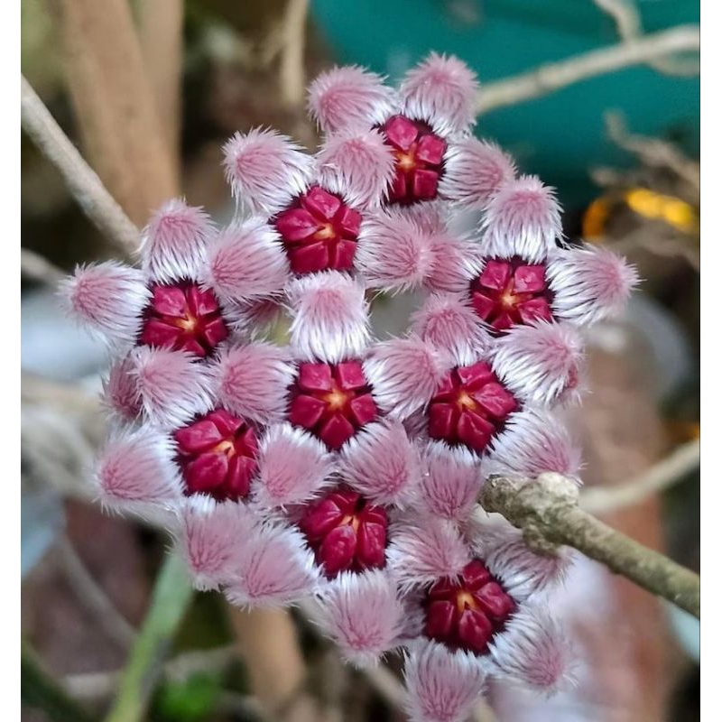 Hoya Sulawesiana
