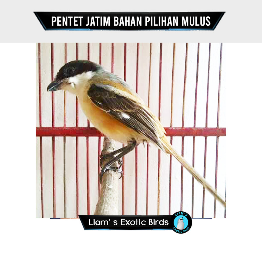 PENTET Cendet JATIM GRADE A MULUS PiLihan jantan super