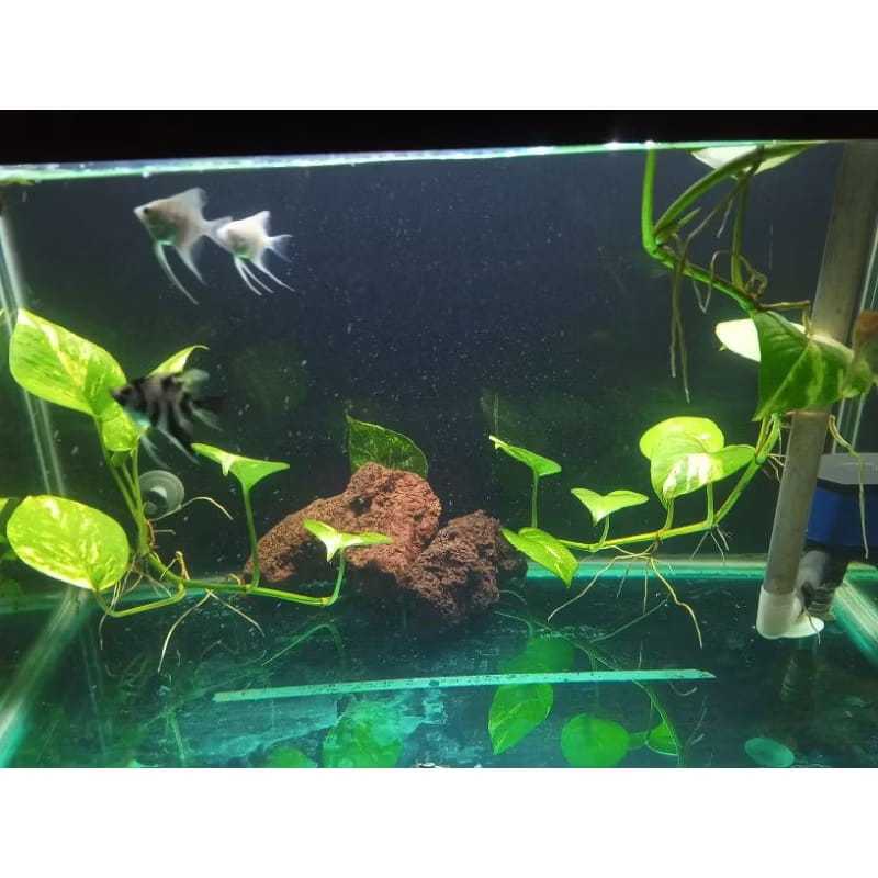 Tanaman hias sirih gading rambat panjang 30cm