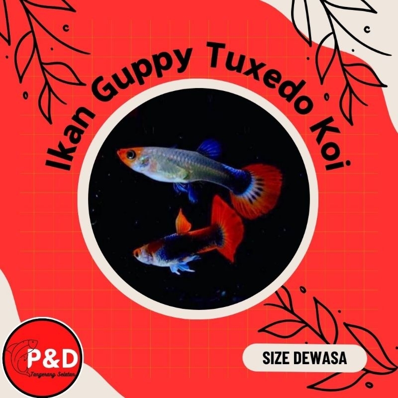 Ikan Guppy Tuxedo Koi | Guppy Tuxedo Koi | Ikan Aquascape Aquarium