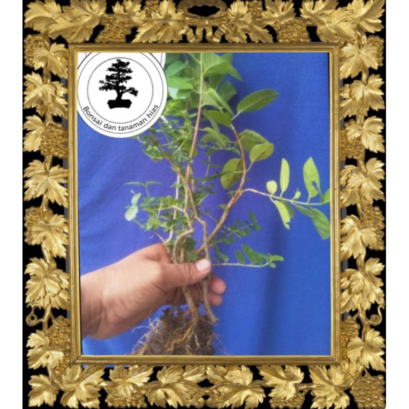 Bibit Bonsai Sancang