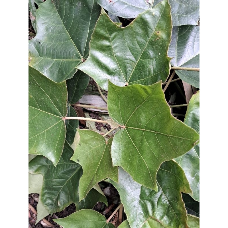 

daun kemiri segar atau daun muncang 500 grn