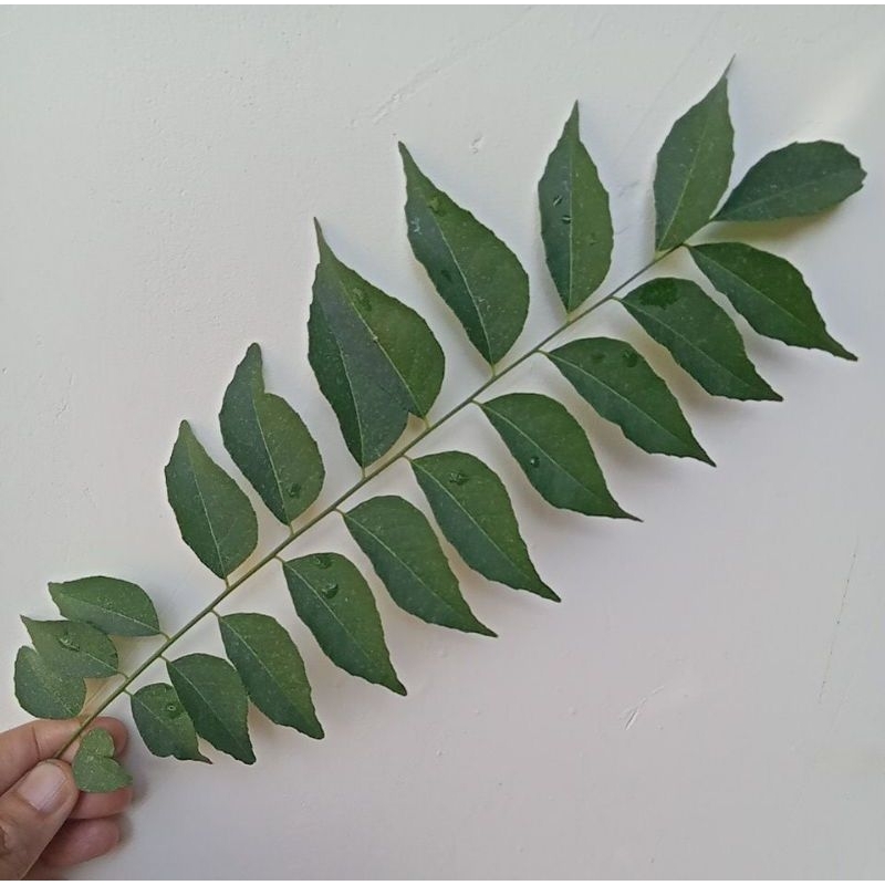

DAUN KARI SALAM KOJA SEGAR