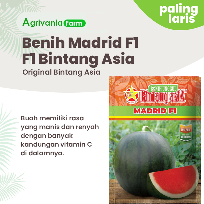 Benih Bibit Semangka Madrid F1 Bulat Non Biji Bintang Asia
