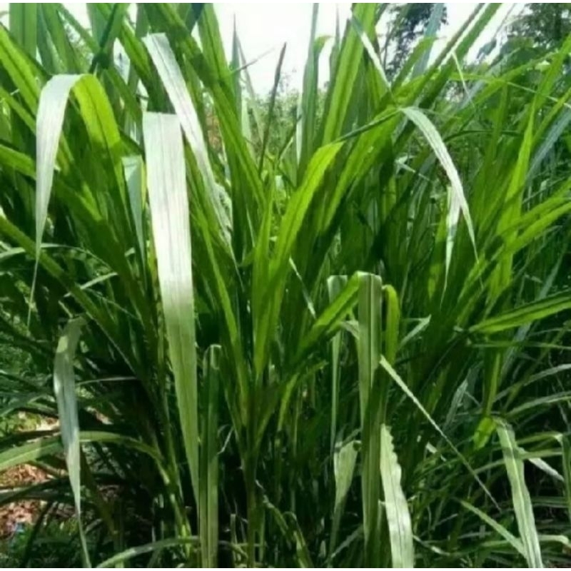 BIBIT BIOVITAS (pakchong) 1KG