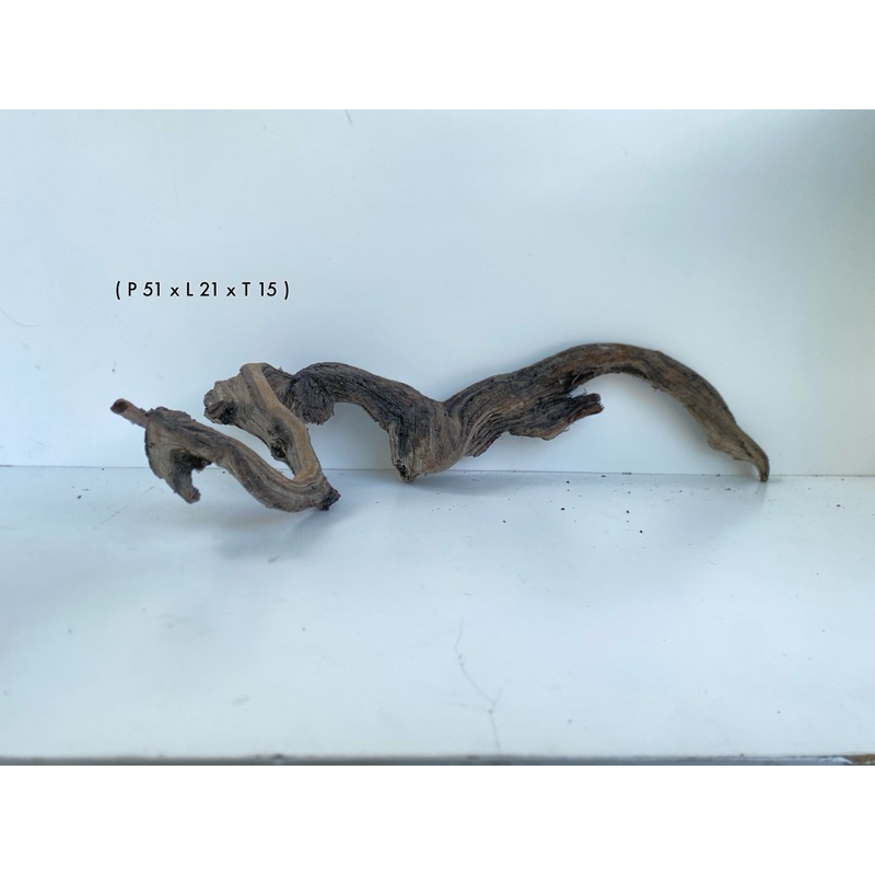 kayu santigi laut akuarium