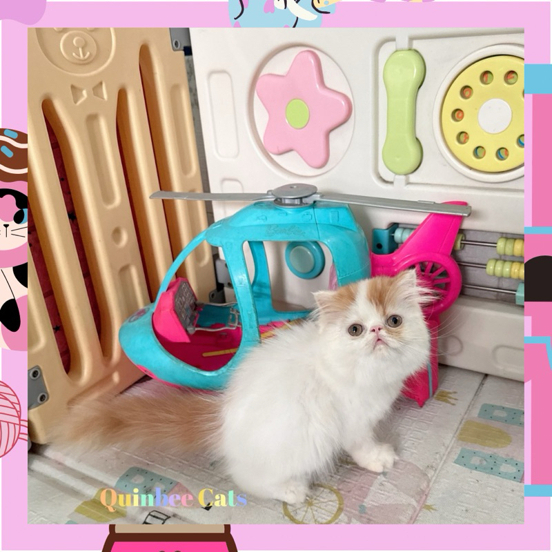 kucing Persia Peaknose Jantan Red Van / Oren Putih