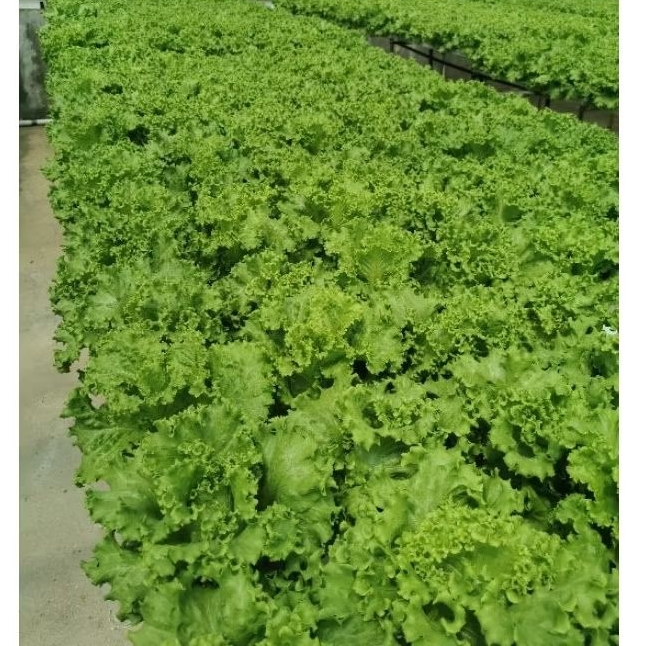 

Sayur Selada Segar (KG)