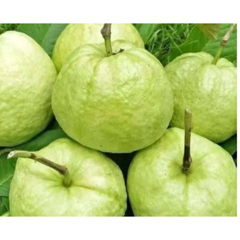 

Jambu Kristal Non Biji Asli Jember 1 Kg