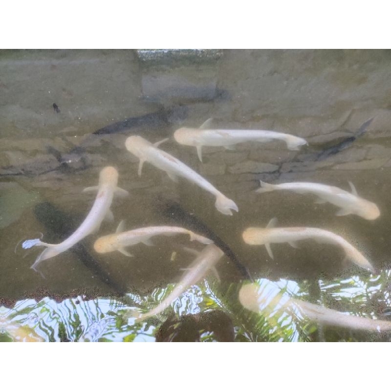 

Ikan Patin Putih & Hitam 40 - 50 cm