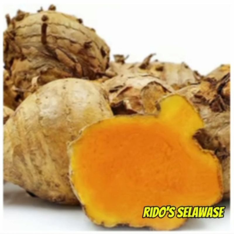 

Temu Lawak Segar (Fresh) rempah asli Indonesia 1 Kg