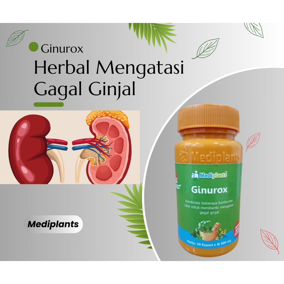 Herbal Gagal Ginjal - Obat Gagal Ginjal - Mediplants Ginurox Membantu Mengatasi  Gagal Ginjal